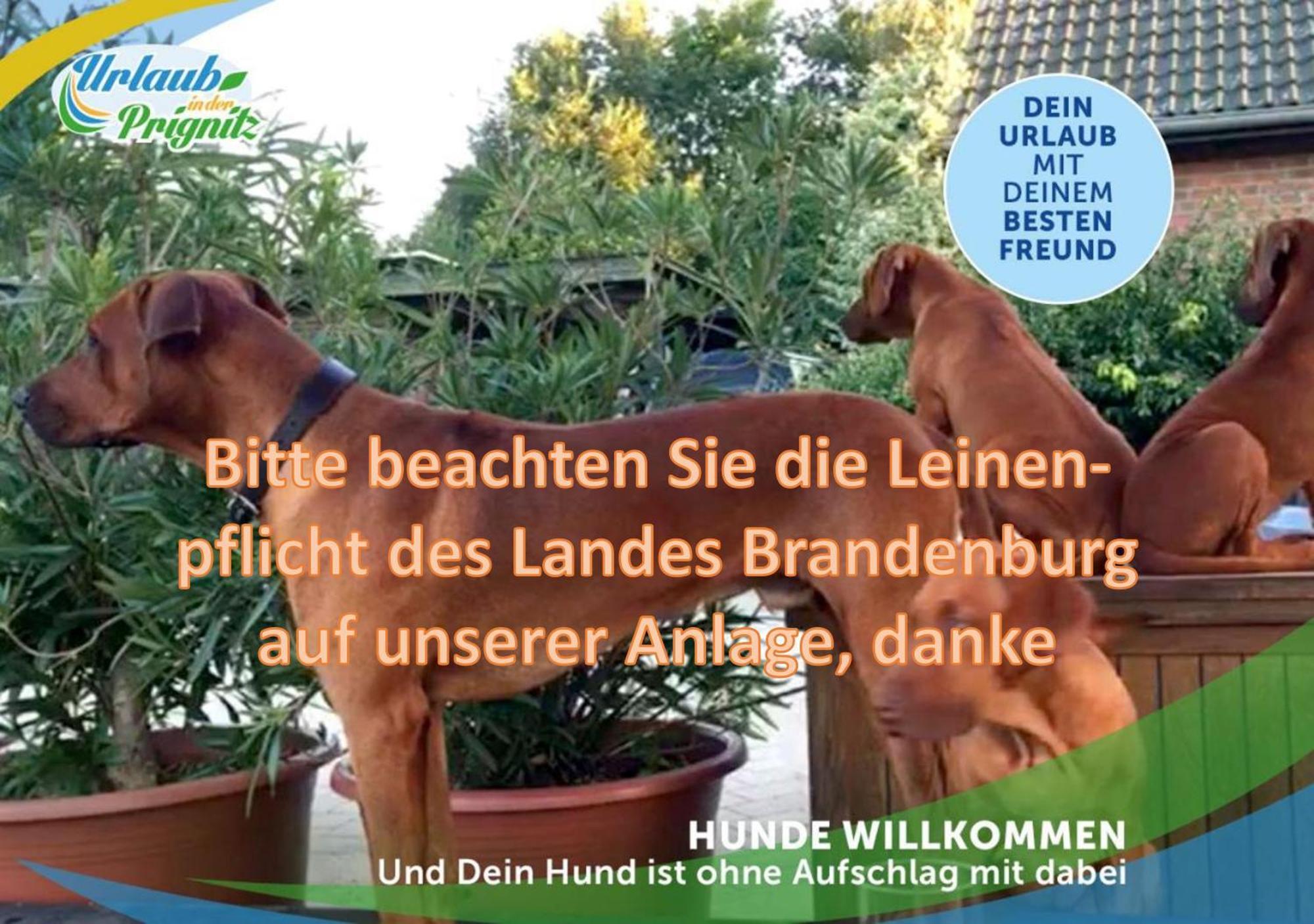 Jagd-Angler-Holzhaus-Im-Wald-Am-See Villa Kyritz Esterno foto